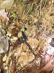 Plethodon cylindraceus