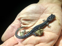Plethodon cylindraceus
