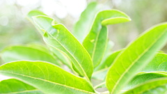 Cestrum buxifolium