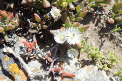 Delosperma guthriei