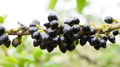 Cestrum buxifolium