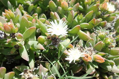 Delosperma guthriei