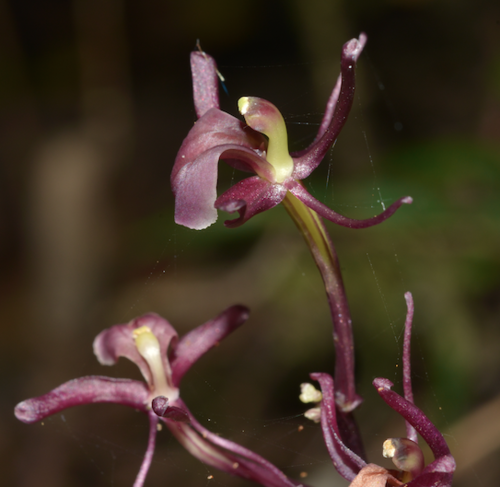 Liparis layardii observed 2020-12-03