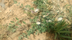 Astragalus scaberrimus