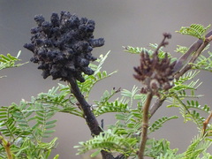 Cephalotelium macowanianum