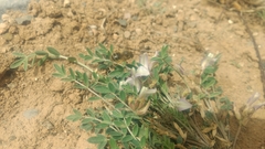 Astragalus scaberrimus