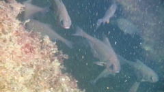 Pempheris adspersa