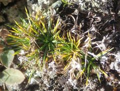 Colobanthus strictus