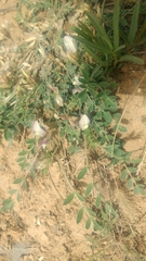 Astragalus scaberrimus