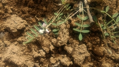 Astragalus scaberrimus