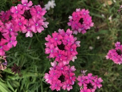 Glandularia tenera