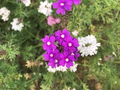 Glandularia tenera