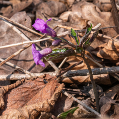 Cardamine glanduligera