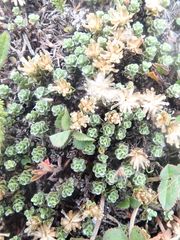 Raoulia parkii