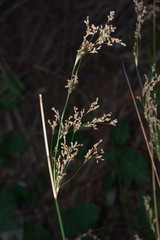 Juncus semisolidus