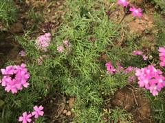 Glandularia tenera