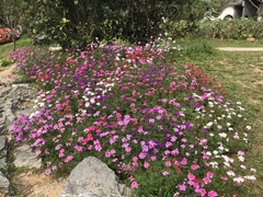Glandularia tenera