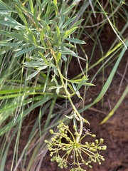 Heteromorpha involucrata
