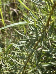 Heteromorpha involucrata