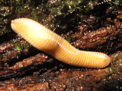 Polyzoniida
