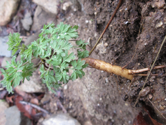 Corydalis speciosa