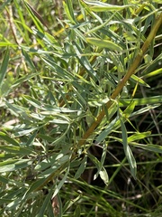 Heteromorpha involucrata