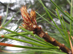 Pinus koraiensis
