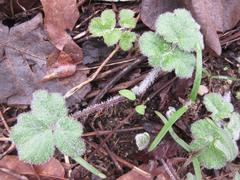 Heracleum moellendorffii