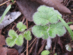 Heracleum moellendorffii