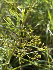 Heteromorpha involucrata