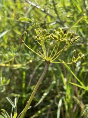 Heteromorpha involucrata