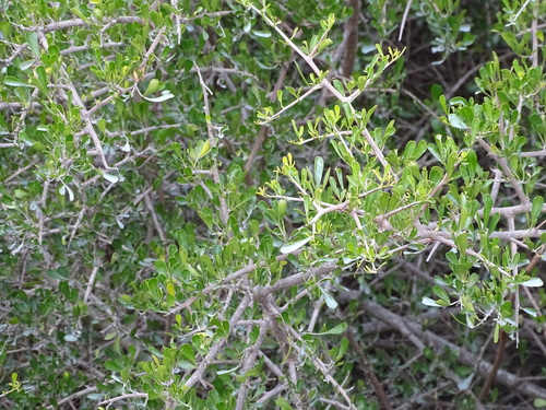 Image of Thorn Currantrhus (Searsia longispina) by (c) Shaun Swanepoel, some rights reserved (CC BY)