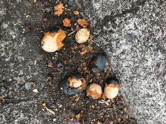 Callosciurus erythraeus