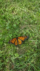 Danaus plexippus