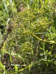 Heteromorpha involucrata