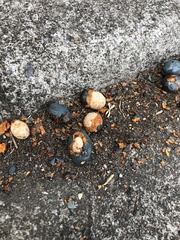 Callosciurus erythraeus