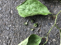 Callosciurus erythraeus