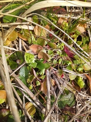 Claytonia rubra