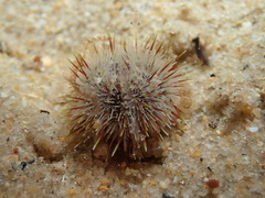 Temnopleurus michaelseni