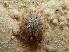 Temnopleurus michaelseni
