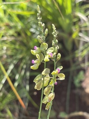 Polygala leendertziae