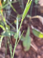 Polygala leendertziae