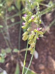 Polygala leendertziae