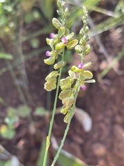Polygala leendertziae