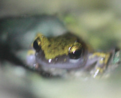 Eleutherodactylus marnockii