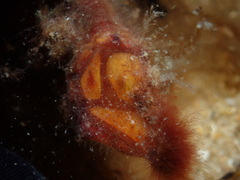 Smilium peronii