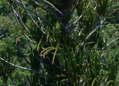 Araucaria montana