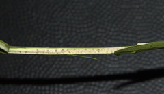 Juncus semisolidus