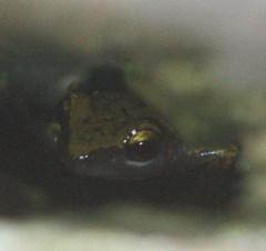 Eleutherodactylus marnockii