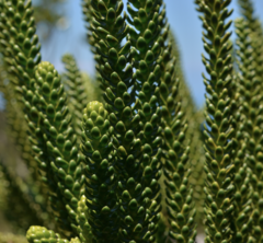 Araucaria montana